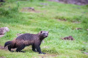 Wolverine: 80194879 Wolverine - emerging from forest in early