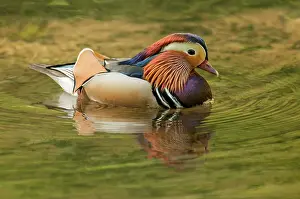 Mandarin: 80194880 Mandarin Duck - drake with reflection in