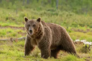 Geoff: 80194883 Brown Bear Finland Ursus arctos Geoff Trinder