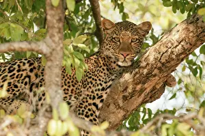 Zambia: 80194885 Leopard - resting in tree Zambia Panthera