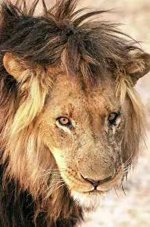 Zambia: 80194886 Lion - male close up of head Zambia Panthera