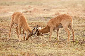 Kobus: 80194887 Puku - males fighting Zambia Kobus vardoni