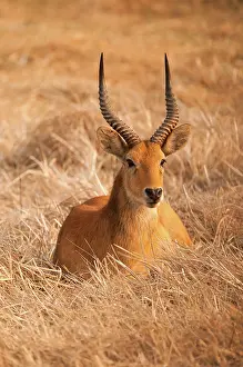 Kobus: 80194888 Puku - sitting down in grass Zambia Kobus