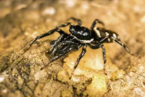 Austrian: 80194889 Jumping Spider - on rock Austrian Alps