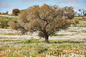 Jean-marc La Roque: 80194891 Simpson Desert - red sandy plain and dunes