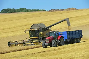 Harvesting: 80194902 Farming - combine harvester harvesting