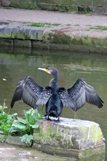 Canal: 80194904 Cormorant - by canal Hungerford, Berkshire