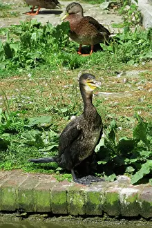 Canal: 80194905 Cormorant - by canal Hungerford, Berkshire
