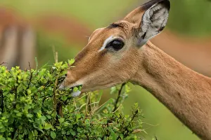 Browsing: 80194938 Impala - female browsing on a bush Maasai