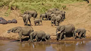 Amphibius: 80194942 African Elephant - herd at river with Common