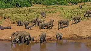 Amphibius: 80194943 African Elephant - herd at river with Common