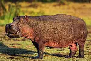 Amphibius: 80194945 Common Hippopotamus / Hippo Maasai Mara