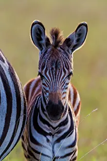 Burchelli: 80194949 Plains / Common / Burchell's Zebra - foal