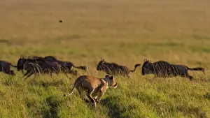 Taurinus: 80194952 African Lion - lioness running to hunt