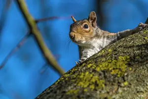 Carolinensis: 80194956 Eastern Grey Squirrel UK Sciurus carolinensis