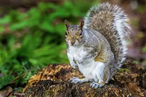 Carolinensis: 80194957 Eastern Grey Squirrel UK Sciurus carolinensis