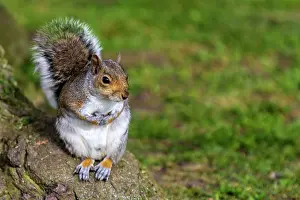 Carolinensis: 80194958 Eastern Grey Squirrel UK Sciurus carolinensis
