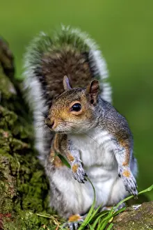 Carolinensis: 80194959 Eastern Grey Squirrel UK Sciurus carolinensis