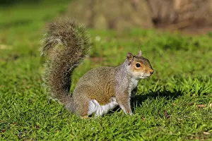Carolinensis: 80194960 Eastern Grey Squirrel UK Sciurus carolinensis