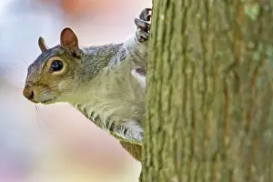 Carolinensis: 80194961 Eastern Grey Squirrel UK Sciurus carolinensis