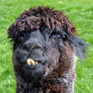 Wool: 80195241 Alpaca origin South America Vicugna pacos