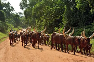 Uganda: 80195243 Ankole Cattle near Fort Portal, Uganda