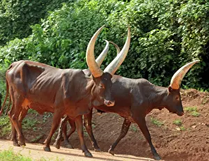 Pat Morris: 80195244 Ankole Cattle near Fort Portal, Uganda