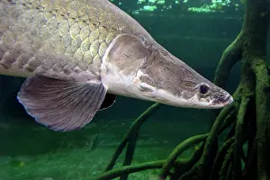 Pat Morris: 80195245 Arapaima - (world's largest freshwater