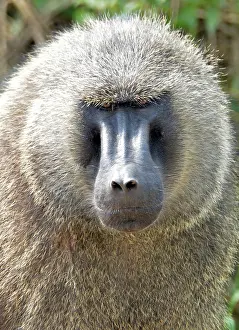 Olive: 80195247 Olive Baboon - scowling Central Subsaharan