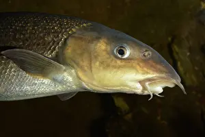 Pat Morris: 80195248 Common Barbel - British and European freshwaters