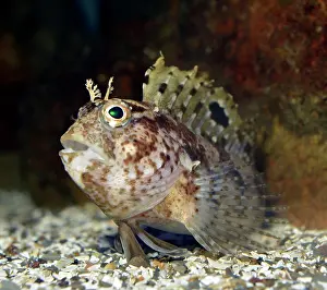 Pat Morris: 80195249 Butterfly Blenny British and European