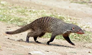 Savannahs: 80195250 Banded Mongoose - savannahs and forests