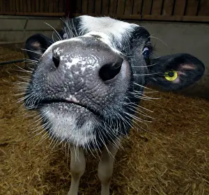 Curious: 80195251 Cattle - cow in pen Pat Morris All images