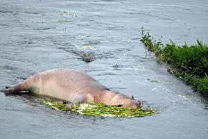 Coming: 80195253 Crocodile - in water coming towards floating
