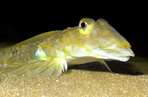 Dwelling: 80195254 Common Dragonet - bottom dwelling fish