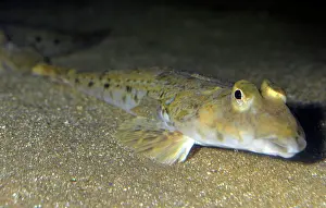 Dwelling: 80195255 Common Dragonet - bottom dwelling fish