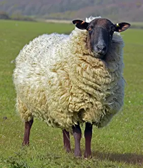 Wool: 80195256 Sheep - full fleece Ovis (domestic) Pat
