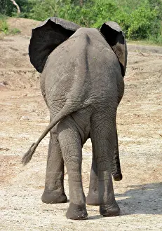 Rear: 80195259 African Elephant - rear view Loxodonta