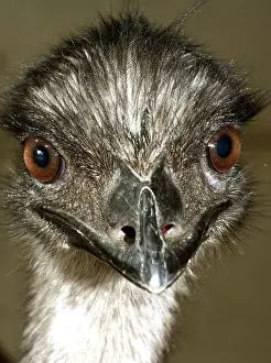 Largest: 80195260 Emu - (second largest flightless bird)