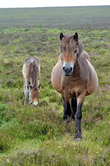 Moulting: 80195261 Exmoor Pony - and moulting foal Exmoor