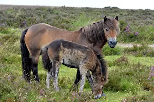 Moulting: 80195262 Exmoor Pony - and moulting foal Exmoor