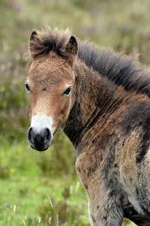 Moulting: 80195263 Exmoor Pony - moulting foal Exmoor National