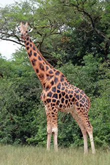 Murchison: 80195264 Northern Savannah Giraffe Murchison Falls