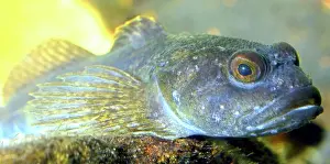 Miserable: 80195265 Goby - British coastal rockpool fish Gobius