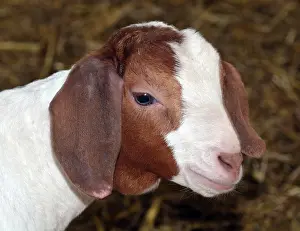 Goat: 80195266 Goat - kid Capra (domestic) Pat Morris