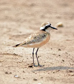 Places: 80195267 Kittlitz's Plover - dry and waterside places