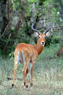 Uganda: 80195268 Uganda Kob - male Uganda Kobus kob Pat