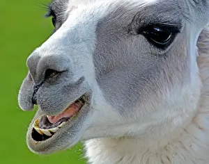 Llama: 80195269 Llama - origin South America Lama glama