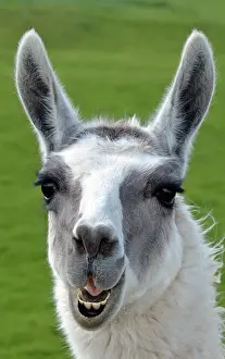 Llama: 80195270 Llama - origin South America Lama glama