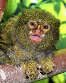 Basin: 80195272 Pigmy Marmoset Amazon Basin South America